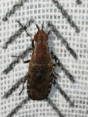 Euthycera cribrata