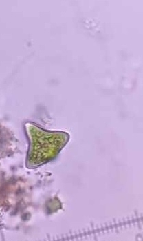 Tetraedron tumidulum