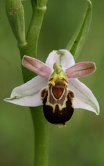 Ophrys apifera botteronii