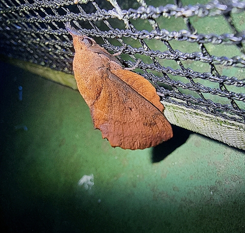 Gastropacha quercifolia