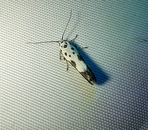 Ethmia quadrillella