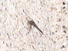 Neurocordulia molesta