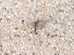 Neurocordulia molesta