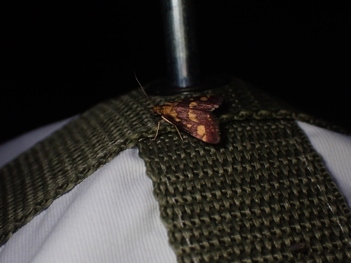 Common Crimson-and-gold Moth, Schiermonnikoog, Schiermonnikoog, Friesland, Netherlands, photo 6 of 10