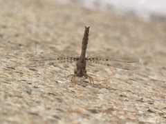 Neurocordulia molesta