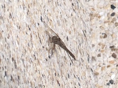 Neurocordulia molesta