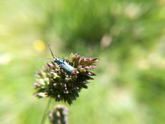 Malachius australis