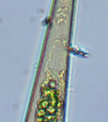 Closterium rostratum