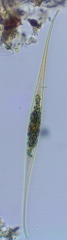 Closterium rostratum