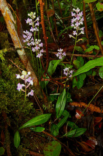Cynorkis ridleyi