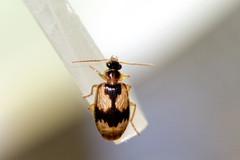 Lebia fuscata