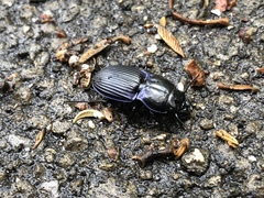 Pasimachus subsulcatus