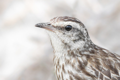 New Zealand Pipit photo 5