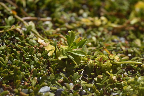 Lepidium rekohuense, photograph 6