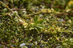 Lepidium rekohuense, photograph (c) Saryu Mae 前 朝琉, some rights reserved (CC BY)