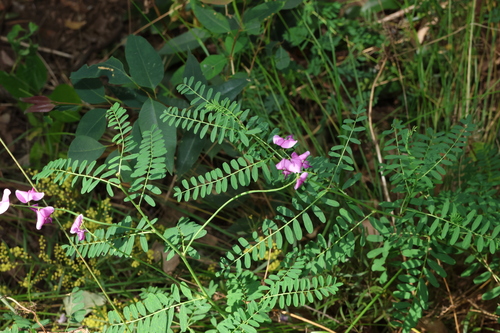 Image of Swainsona queenslandica by (c) Greg Tasney, some rights reserved (CC BY-SA)