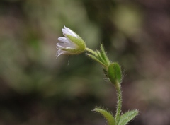Cerastium holosteoides