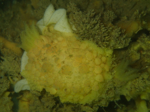 Warty Doris, Inlaag, Zierikzee, Zeeland, NL, photo 8 of 10