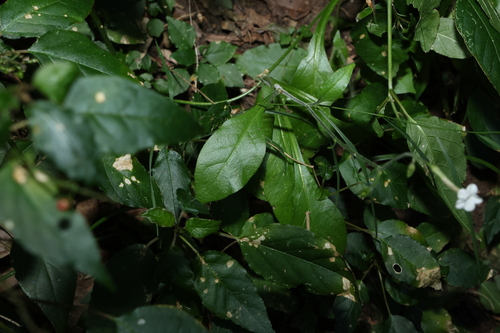 Image of Nicotiana forsteri by (c) Greg Tasney, some rights reserved (CC BY-SA)