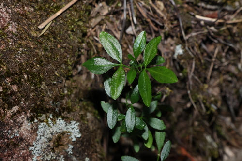 Image of Zieria scopulus by (c) Greg Tasney, some rights reserved (CC BY-SA)