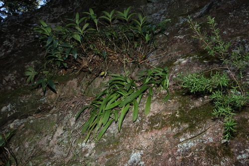 Image of Liparis swenssonii by (c) Greg Tasney, some rights reserved (CC BY-SA)