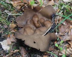 Helvella acetabulum