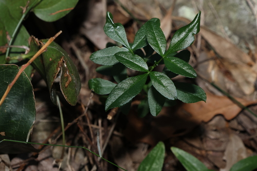 Flinders Peak stink bush (Zieria scopulus)