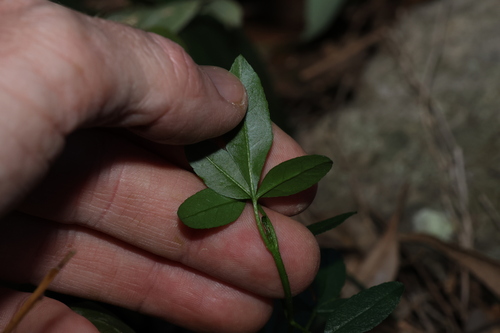 Image of Zieria scopulus by (c) Greg Tasney, some rights reserved (CC BY-SA)