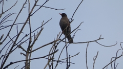 Turdus simillimus
