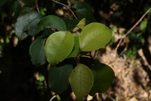 Image of Rhodamnia dumicola by (c) Greg Tasney, some rights reserved (CC BY-SA)
