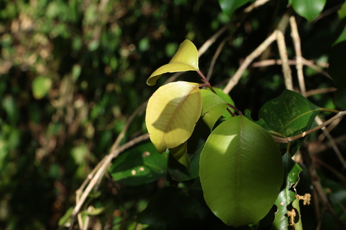 Image of Rhodamnia dumicola by (c) Greg Tasney, some rights reserved (CC BY-SA)