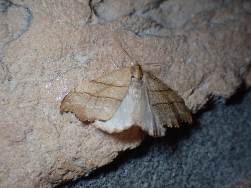 Scalloped Hook-tip, Schiermonnikoog, Niederlande, photo 5 of 10