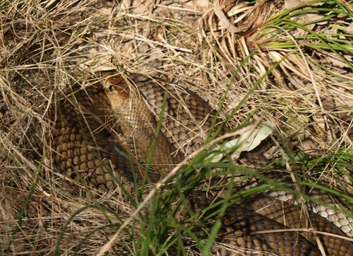 Eastern Brown Snake sighting