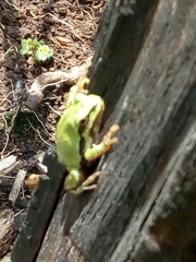 Hyla plicata