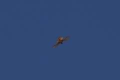 Falco sparverius sparverius
