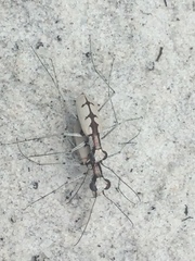 Ellipsoptera gratiosa