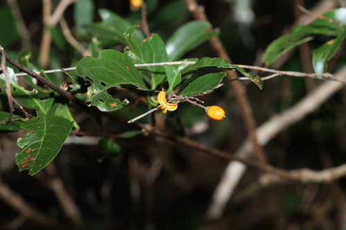 Image of White Vine (Celastrus subspicatus) by (c) Greg Tasney, some rights reserved (CC BY-SA)