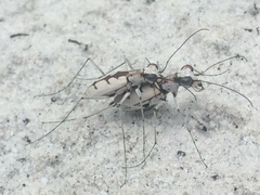 Ellipsoptera gratiosa