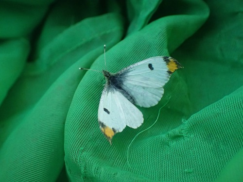 Yellow Tip