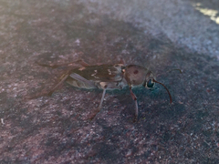 Xylotrechus smei