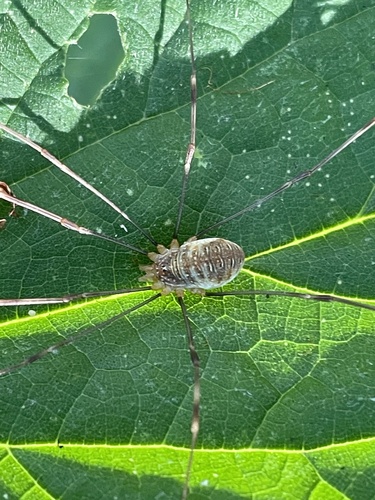 Canestrini's Harvestman, Nationalpark Lauwersmeer, Lauwersoog, Groningen, NL, photo 8 of 10