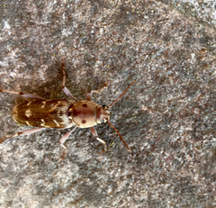 Xylotrechus smei