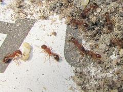 Tetramorium sericeiventre