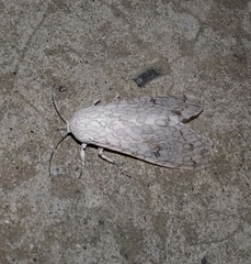 Hypercompe albicornis