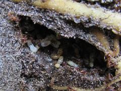 Tetramorium sericeiventre