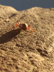 Xylotrechus smei