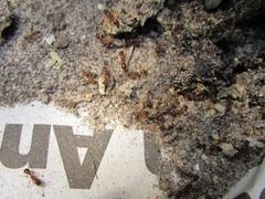 Tetramorium sericeiventre