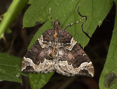 Eulithis xylina