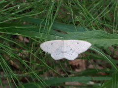 Cyclophora albipunctata