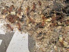 Tetramorium sericeiventre